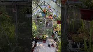 My Epiphyllum is going mad! What a glorious thing!  #gardening #garden #flowers #greenhouses