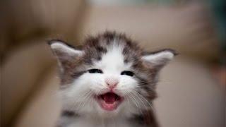 Cute and Funny Kitten Videos Compilation 2016