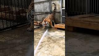 A Unique Way To bathe A Tiger  #shorts #tiger