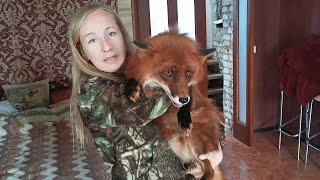 This fox was rescued from a fur farm