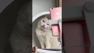 СОФА ХОЧЕТ ЗАВЕСТИ КОТЕНКА#shorts#funny#cat#cats#memes#viral#cute#kitten