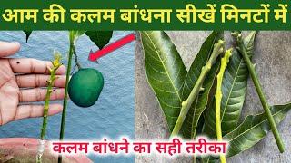 आम की कलम बांधना सिखें मिनटों मे|how to Grafting Mango plant|Mango Grafting Video in Hindi#gardening