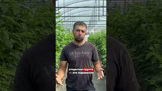 КАК ВЫБРАТЬ СОРТ МАЛИНЫ? #сад #огород #дача #strawberry #сельскоехозяйство #малина