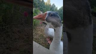 Lulu wants the spotlight! #geese