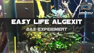 EASY-LIFE ALGEXIT / DAS EXPERIMENT / ZWECKENTFREMDUNG