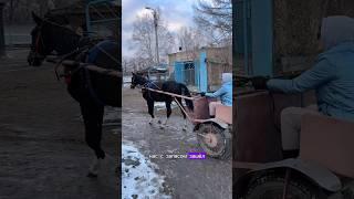 Обучение молодняка. Орловский жеребец Император #horse#кони #лошади#топ#ипподром#рысак #благовещенск