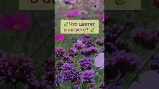 Что цветет в августе? Подробно в комментарии.