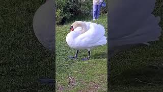 Семья лебедей/swan family