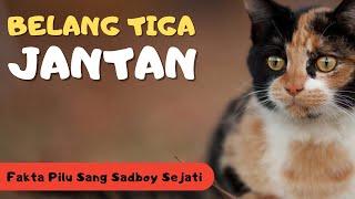 9 Fakta Menarik Kucing Calico Jantan - Kisah Si Belang Tiga yang Langka dan Malang