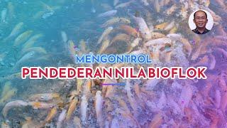 Controlling nursery of red tilapia in biofloc  #AdiSucipto