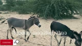 big male donkey happy with young donkey meeting with female donkey @comedianeshetu