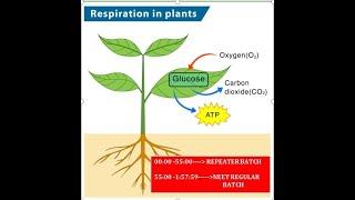 RESPIRATION IN PLANTS