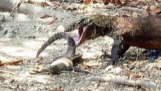 ADULT KOMODO ATTACKS SMALL ONE