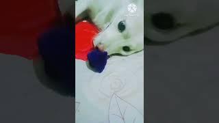 drama baz#shots #viraldogsvideos#dogs #doglovers#dogshorts #shots_video#viral#liliy Trisha roy blog