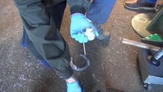  Ethos E-Tabs Hybrid Horseshoes - Application (Glue) 