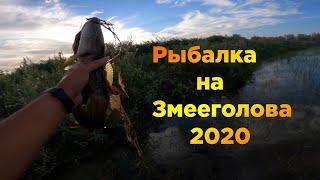 РЫБАЛКА НА ЗМЕЕГОЛОВА 2020