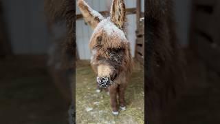 Baby Snow Donkey Is ADORABLE