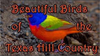 Beautiful Birds Of The Texas Hill Country