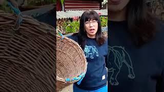 PANEN AKHIR KACANG WALNUT&ANGGUR DI KEBUN OM #subscribe #panen #shorts #walnut #anggur #short #fyp