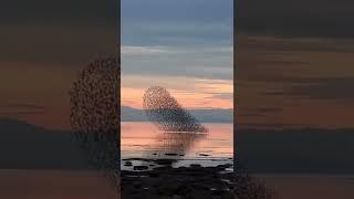 Murmuration magic for #wildlifewednesday -please like share comment - support links in description