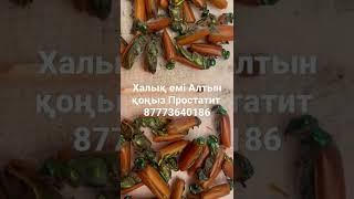 халық емі Алтын қоңыз Простатит 87773640186