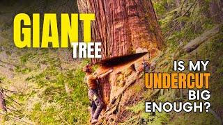 Full Length Double-Top 9ft Cedar