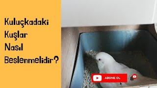 Yavrusu ve Yumurtası Olan Muhabbet Kuşlarının Bakımı Nasıl Olmalıdır?