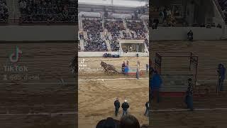 Horse Pulling #automobile #turbo #rodeo #turbor #horse #turbopower #cowboys #turbowheels