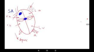 Peculiarities of heart, cardiac cycle, types of extrasystoles