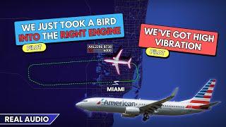 HIGH ENGINE VIBRATION after bird strike. American Boeing 737 returns to Miami Airport. Real ATC