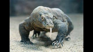 DUNYA KI SABSE BADI GO|BIGGEST MONITOR LIZARD OF THE WORLD