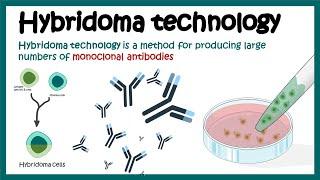 Hybridoma technology | Monoclonal antibody production using hybridoma technology | Animated biology