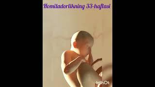 homiladorlikning 8-oyi. 3D homila