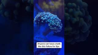 Saltwater is easier than you think#corals #coral #saltwater #biocube #fish #reef #aquarium #reeftank