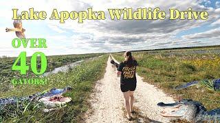 We Went To Lake Apopka Wildlife Drive! | So Many Gators!