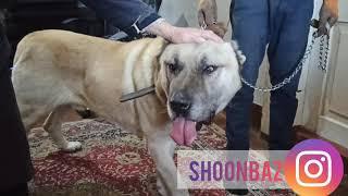 ХАН, 7 лет и 8 месяцев, Армянский Волкодав - ГАМПР / Armenian Wolfhound - Gampr.