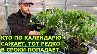 Когда сеять, высаживать томаты, перцы, баклажаны в открытый грунт и в теплицу