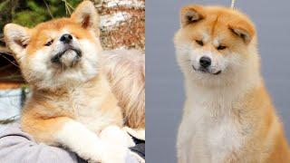  Akita dog  - Funny and Cute Akita Videos 2021 #2