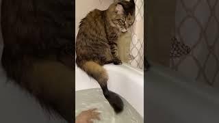 Мейнкун который очень боится воды  #cat#рекомендации#asmr#biggboss#мейнкун#рек#biggboss#catlover