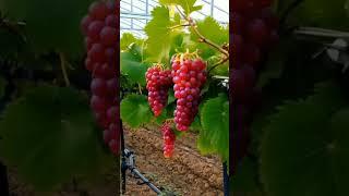 I Mastered Growing Grapes in 19 Months and Here's What Worked BEST! #grapevine #fruit #grapegrowing