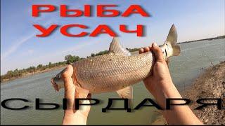 ПОЙМАЛ РЫБУ УСАЧ ИЗ СЫРДАРЯ МАЙ 2021 г #балик ови 2021 #рыбалка в узбекистане