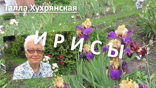 Ирисы бородатые высокие, Карлики, Интермедиа. Купить саженцы. Как сохранить корневища ирисов