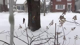 Snow storm backup camera + sound