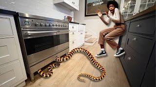 Venomous snake in her kitchen!
