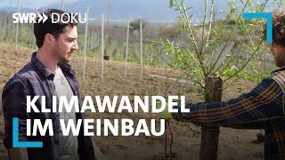 Revolution im Weinberg - Wie der Klimawandel die Weinwelt verändert | SWR Doku