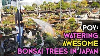 POV - Watering Awesome Bonsai Trees in Japan