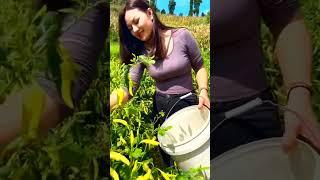 Melak Cengek di tarogogng #cabe #pertanian #holtikultura