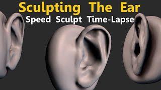 Sculpting The Ear Speed Sculpt Time Lapse