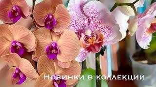 Новинки в коллекции орхидей от Орхомир , Санкт - Петербург #phal #orchidflower #орхомания