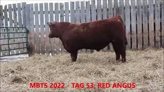 MBTS 2022 - TAG 53; RED ANGUS